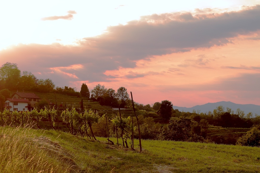 Le vigne del tramonto