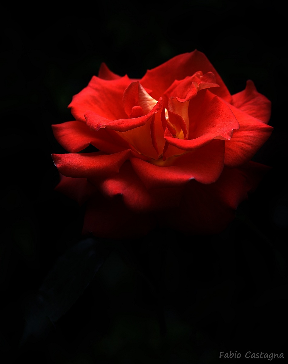 L'eleganza di una rosa