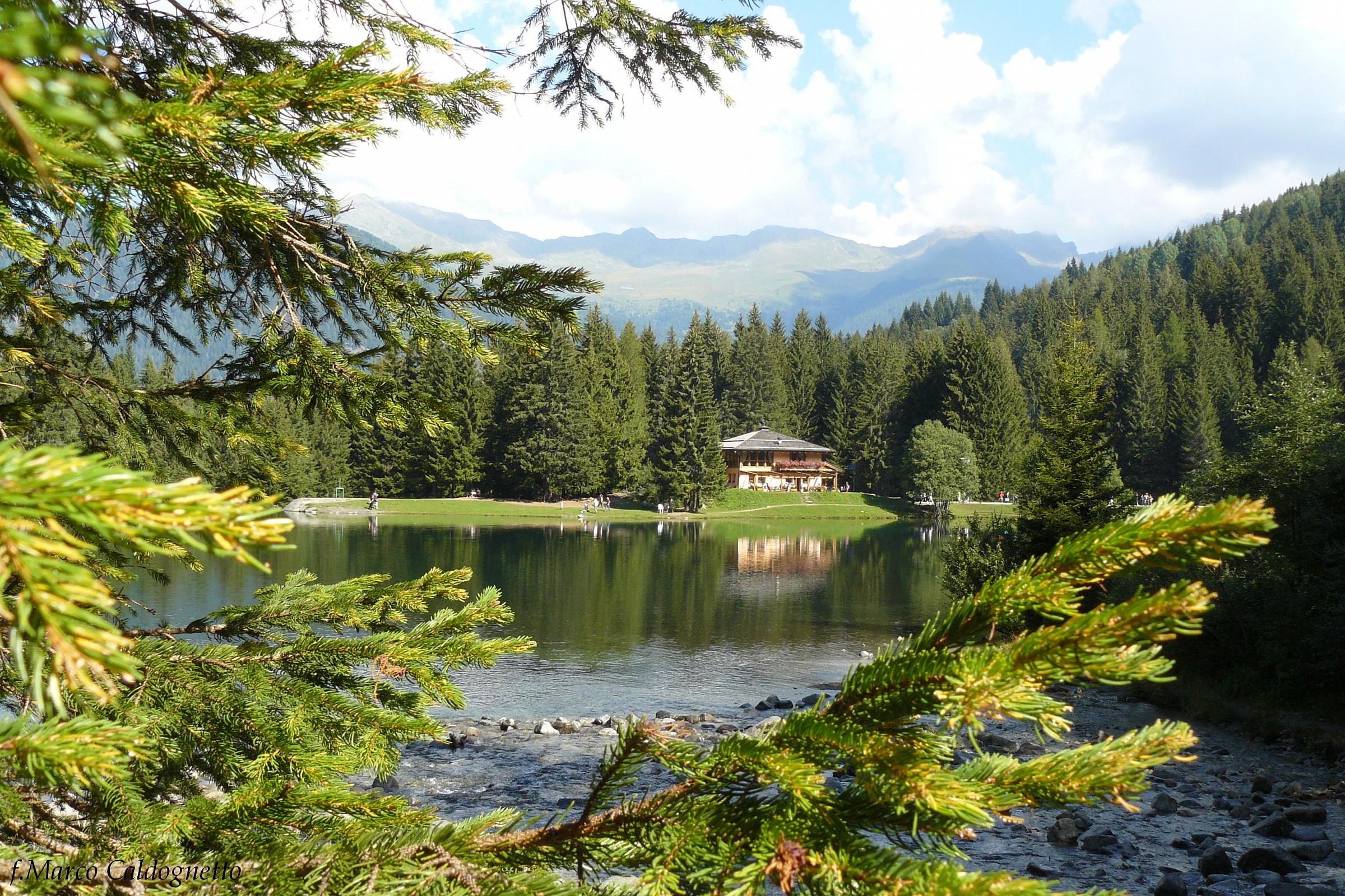 Lake deer in Val di Sole