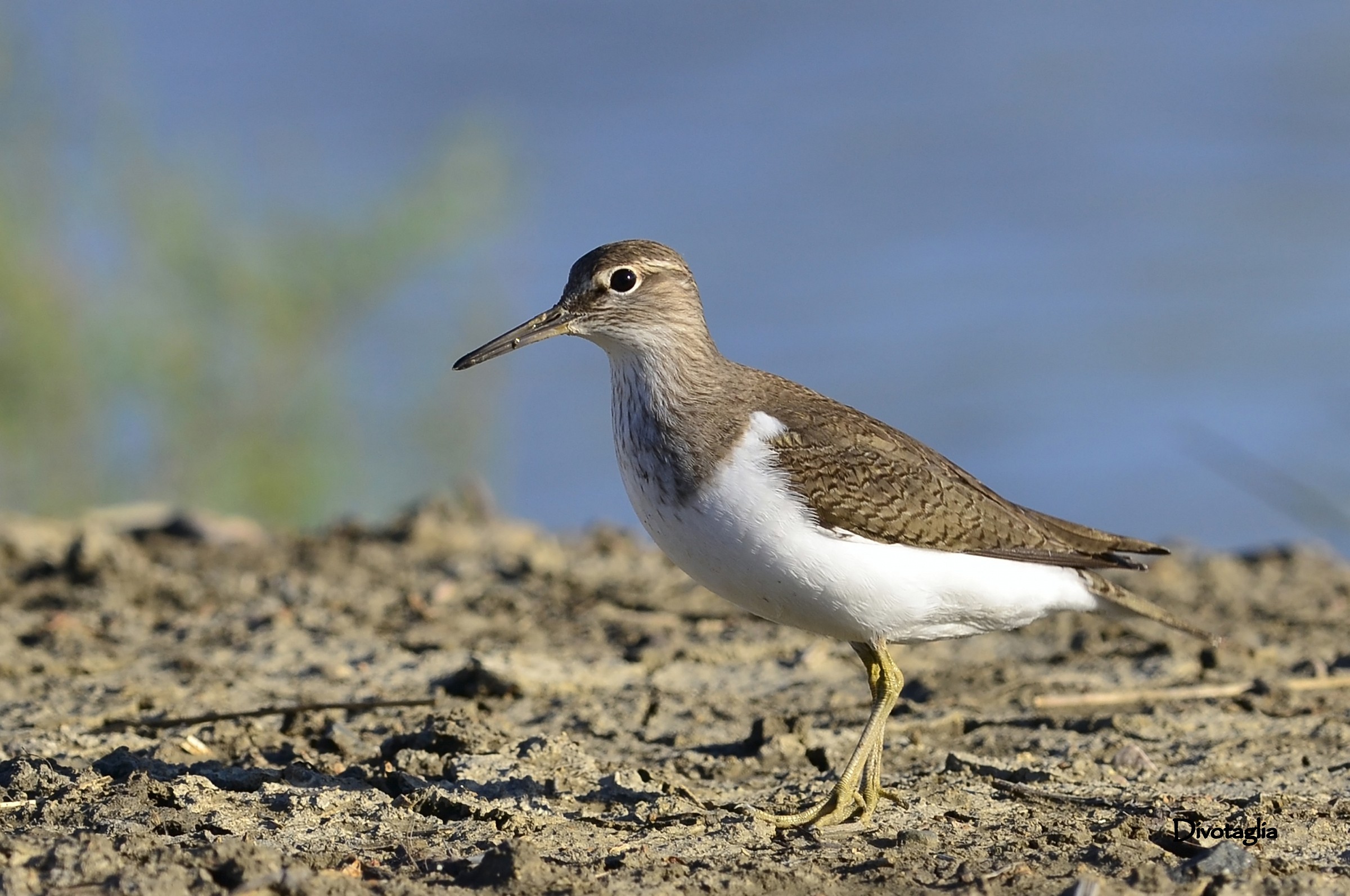 Common Sandpiper (Actitis hypoleucos)