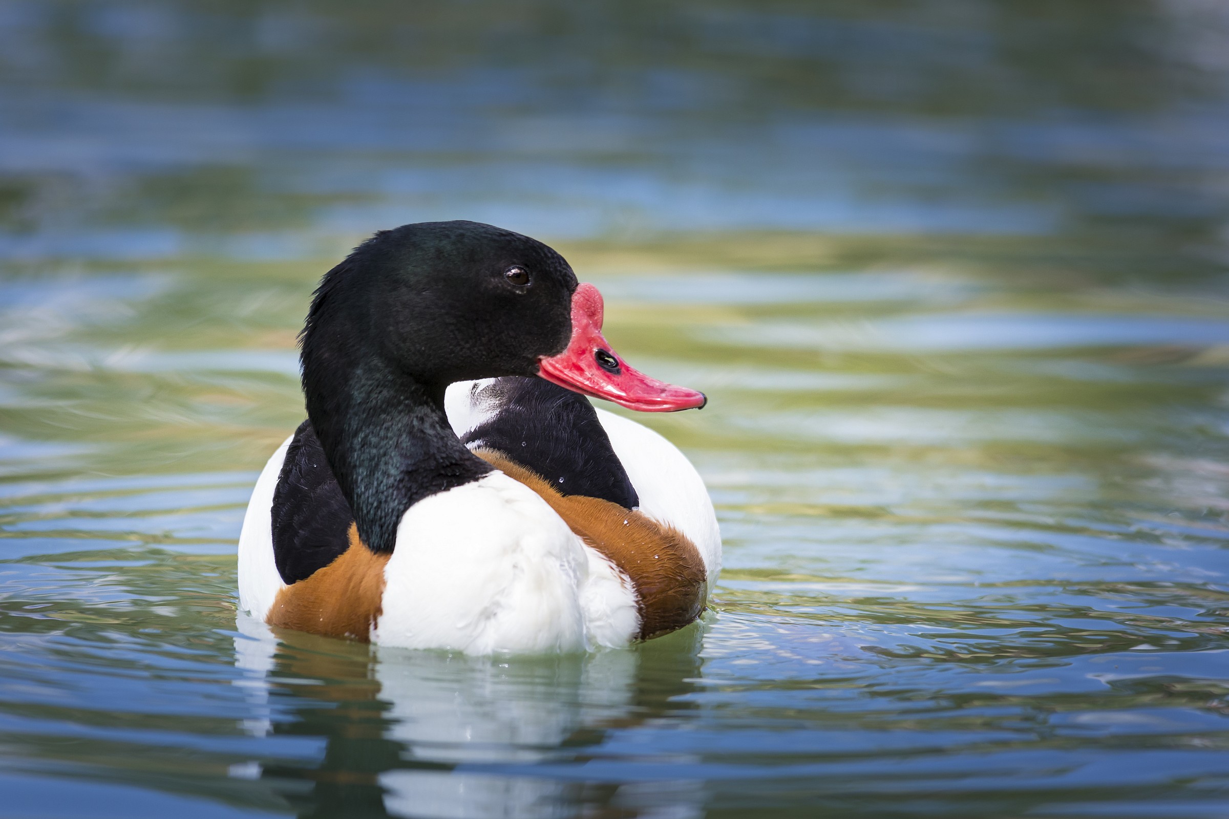 shelduck