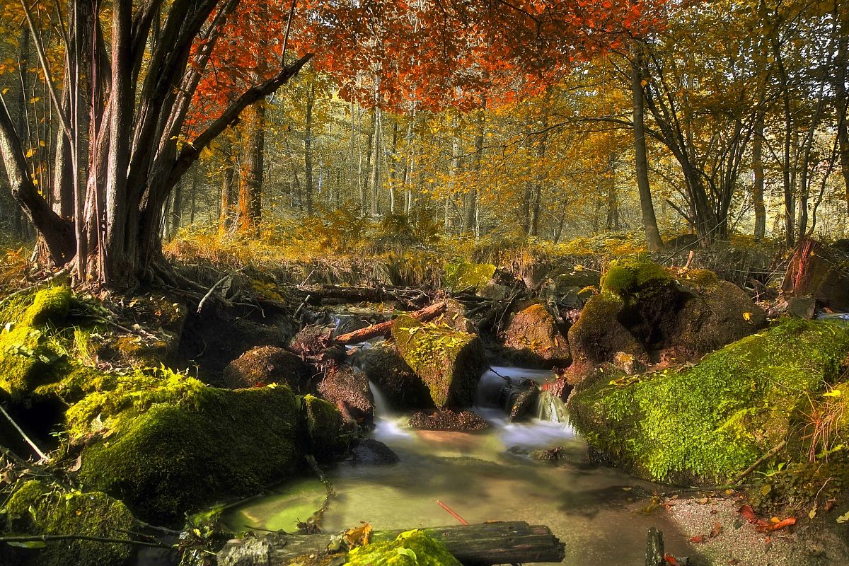 The colors of the forest