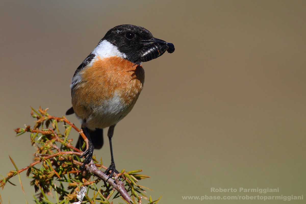 Saltimpalo con grillo