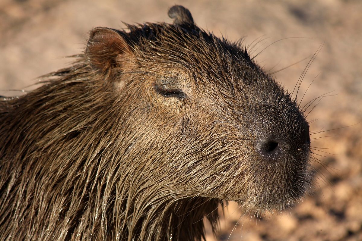 capybara
