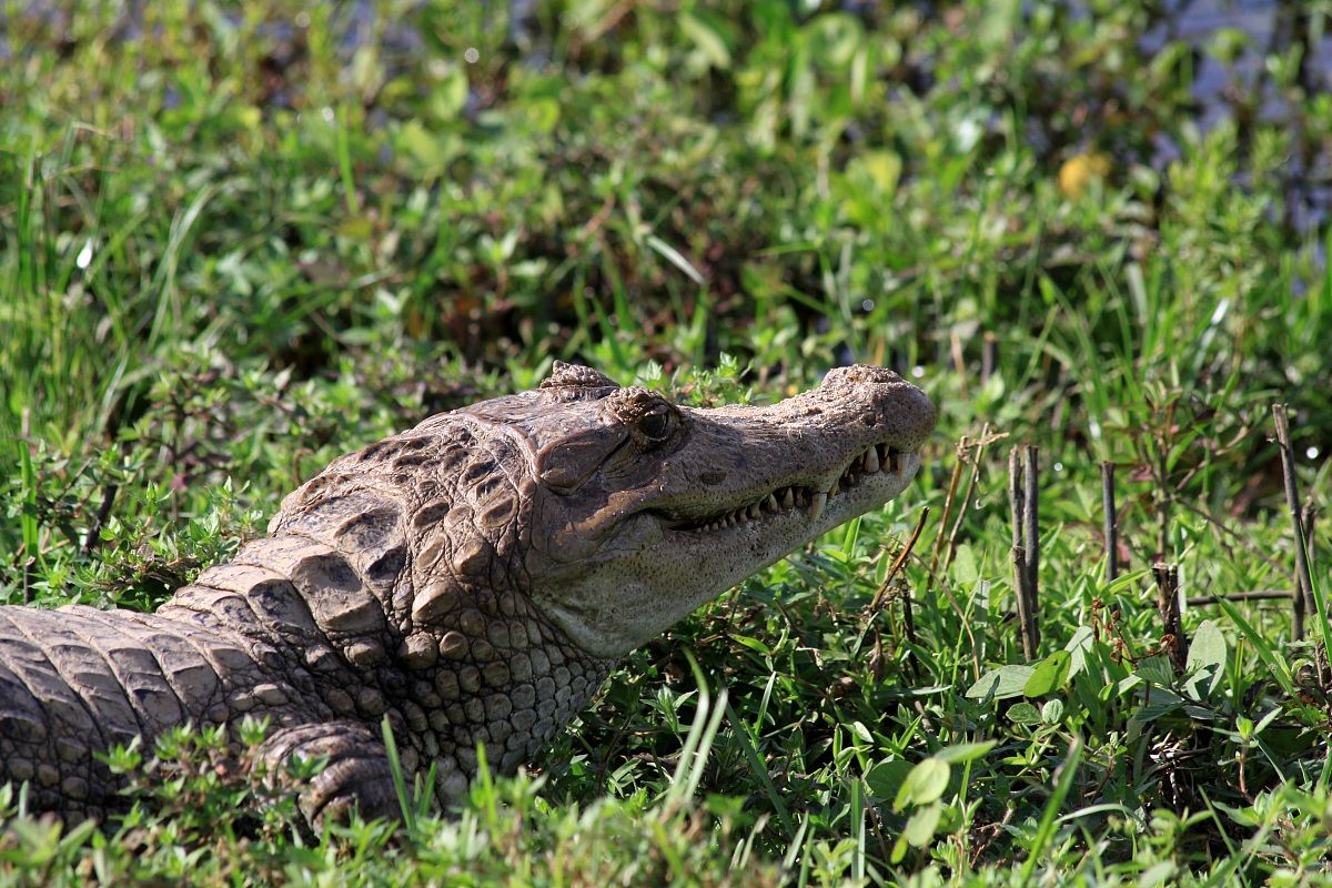 Caiman