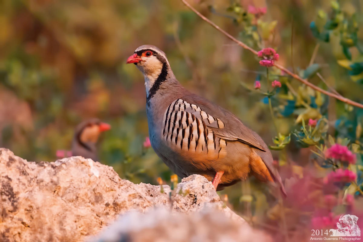 Coturnice di Sicilia (Alectoris graeca whitakeri)