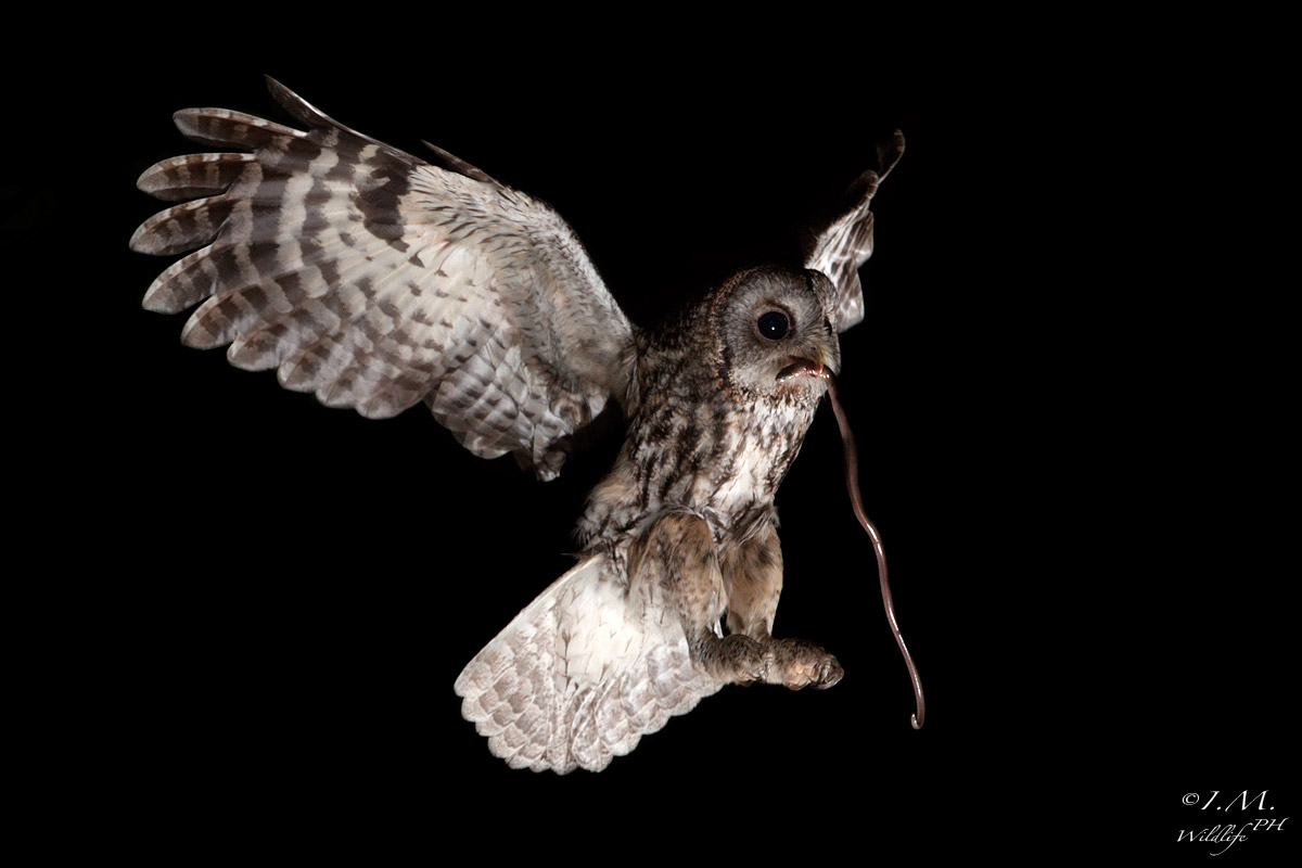 The owl and the slow worm