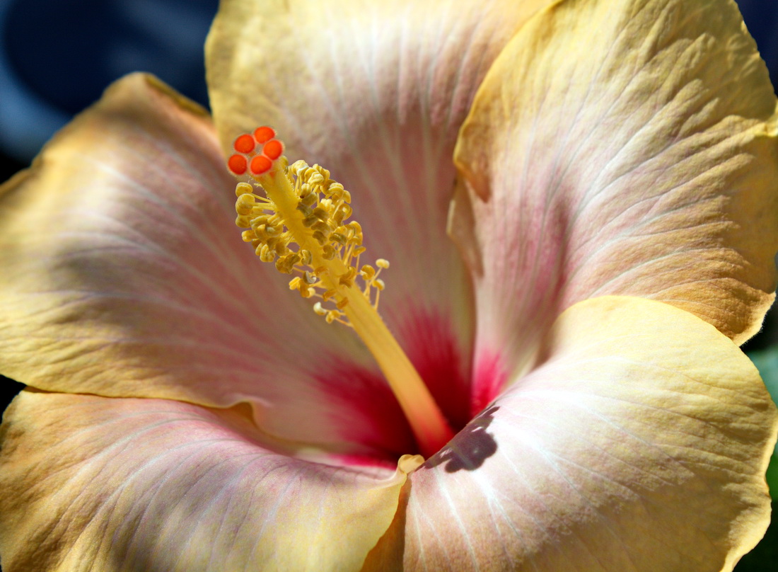 Hibiscus giallo I