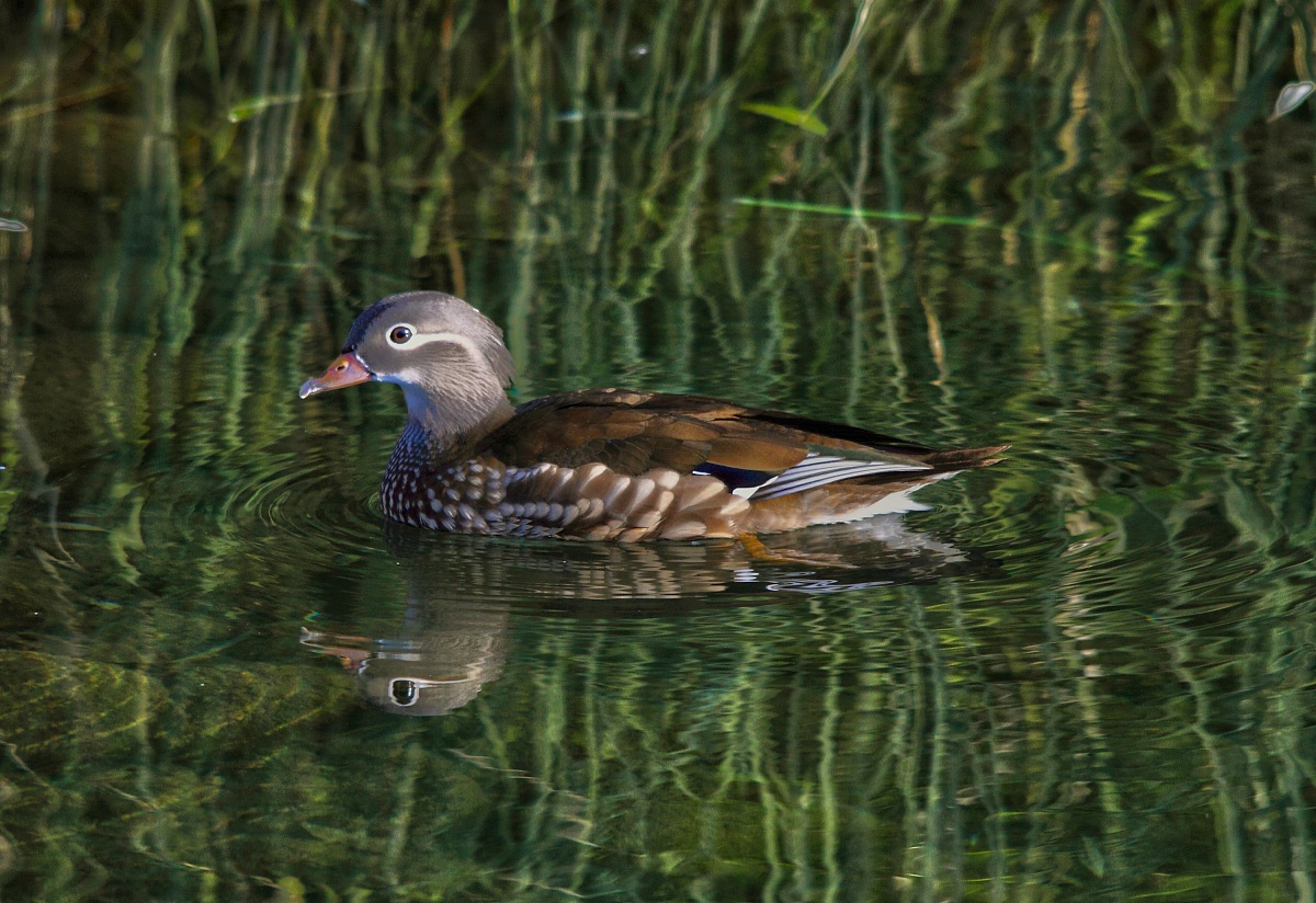 The female of the Mandarin