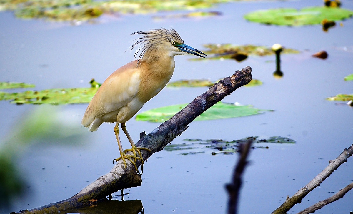 la sgarzetta col ciuffo