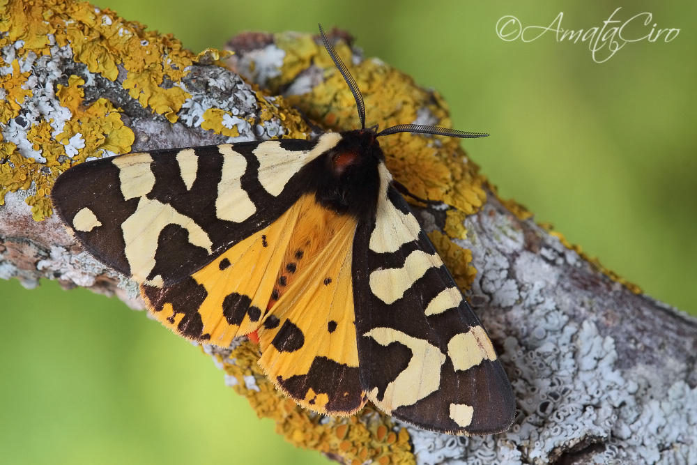 Arctia konewkaii (Freyer, 1851)