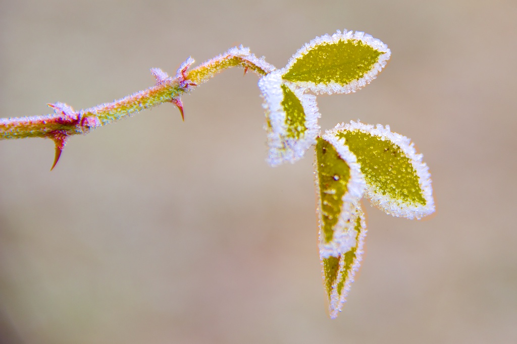 risveglio della natura