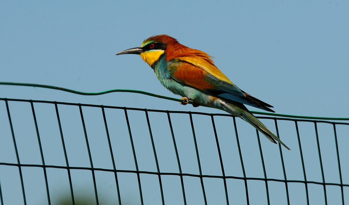 Bee-eater Merops