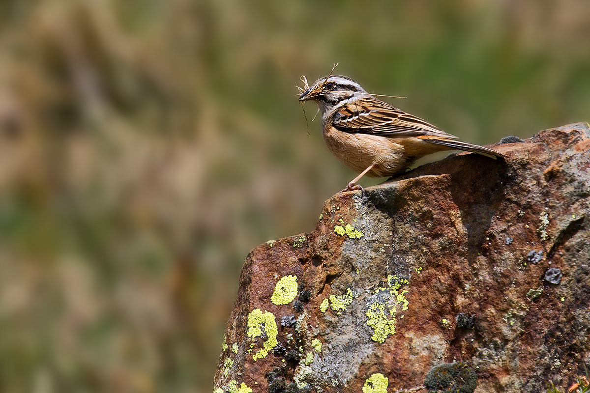 è ora di fare il nido!