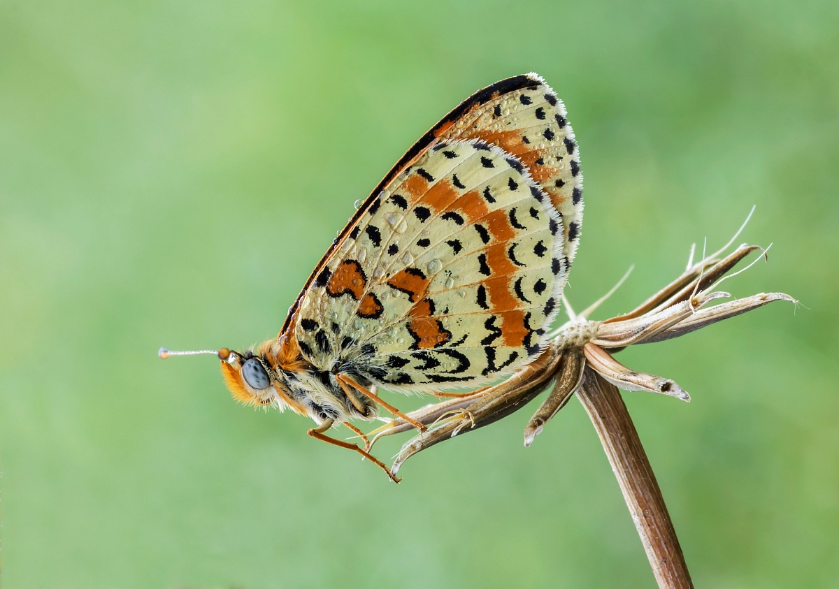 Melitaea dydima...