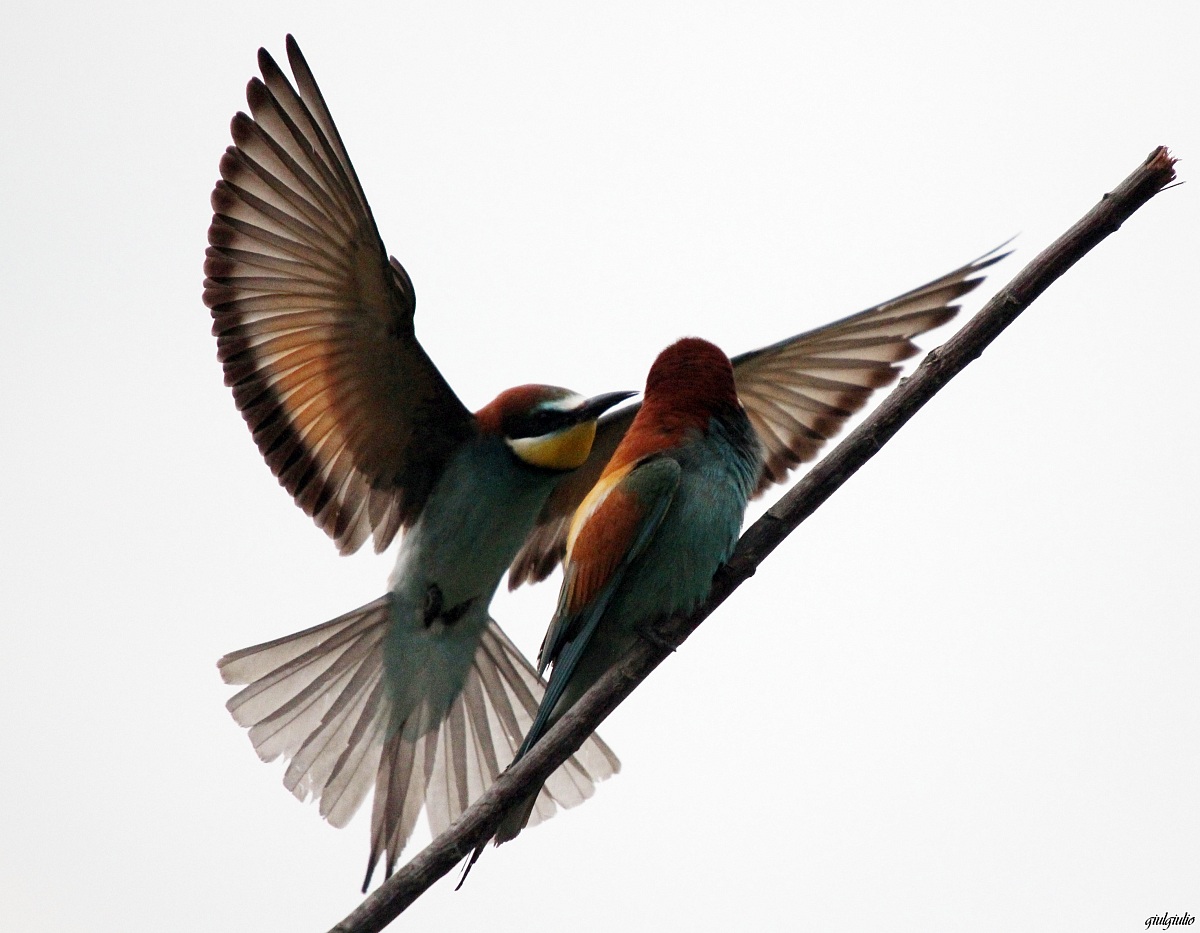 gruccioni maggio 2014