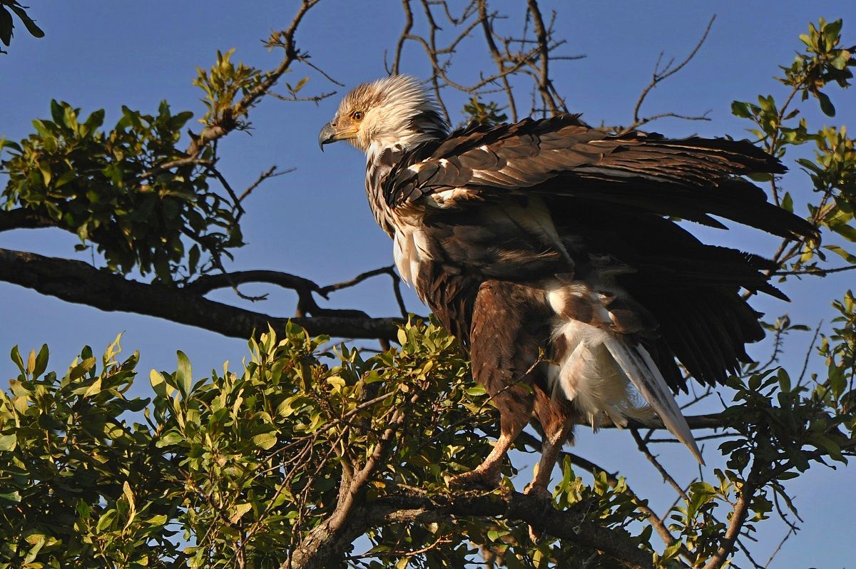 The eagle and the first sun