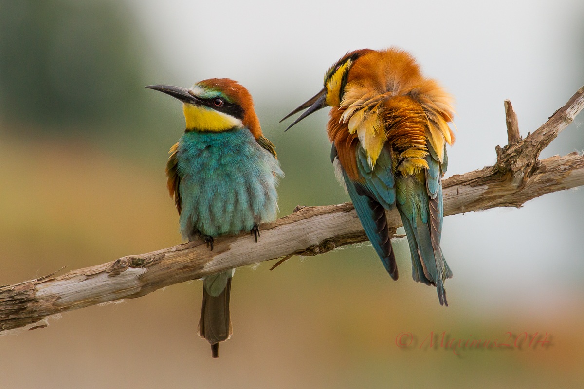 .. mi ascolti quando parlo ???