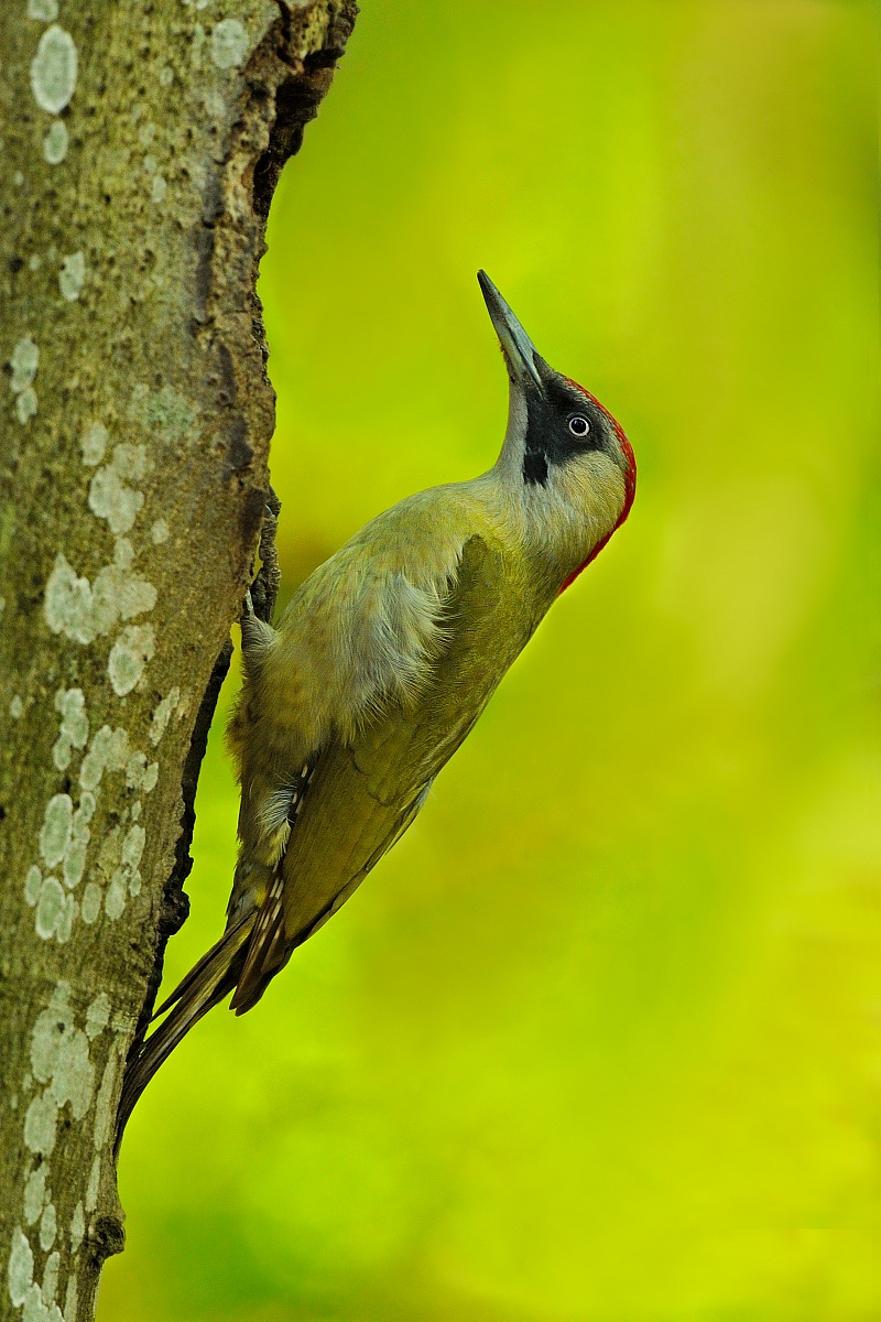 Green Woodpecker f.