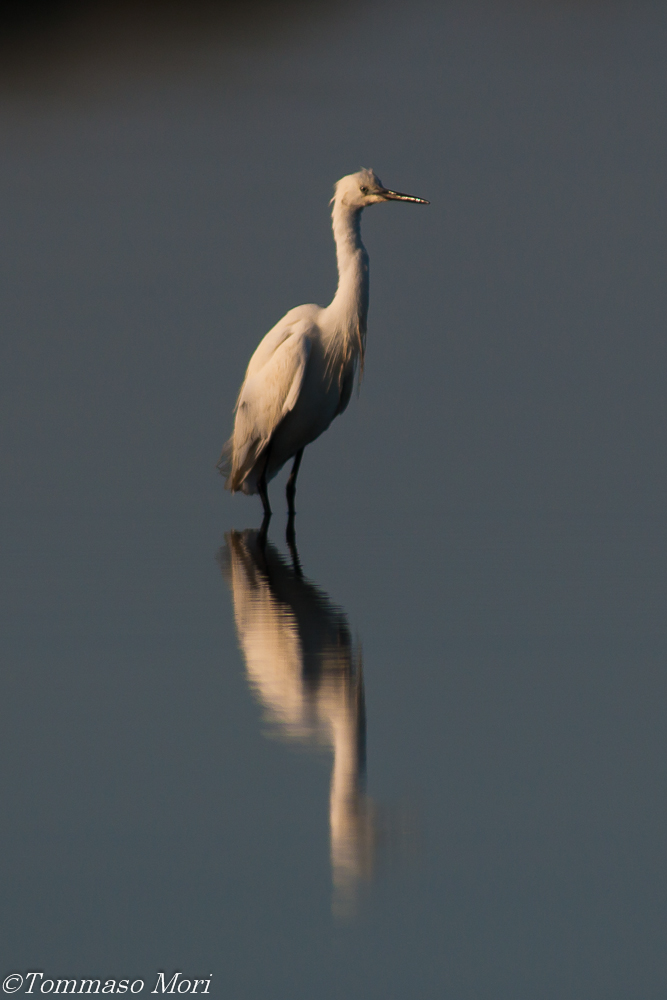 Egretta garzetta
