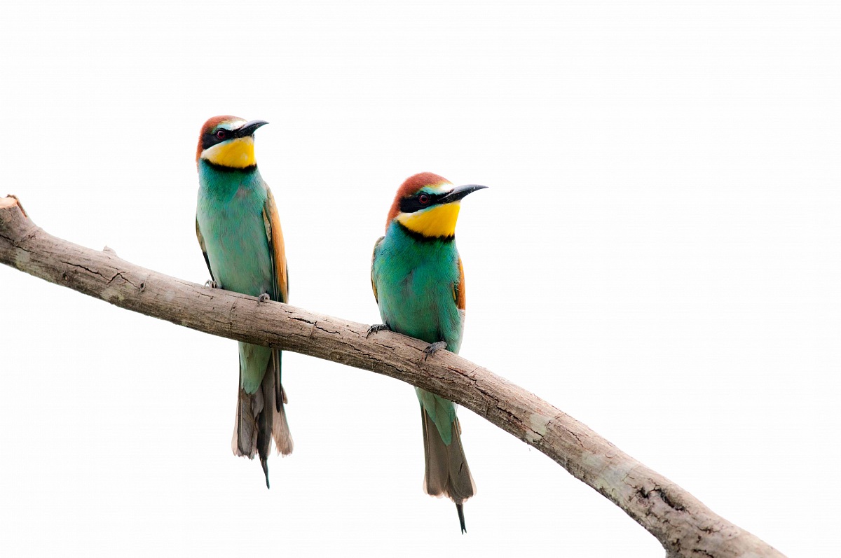 Bee-eaters
