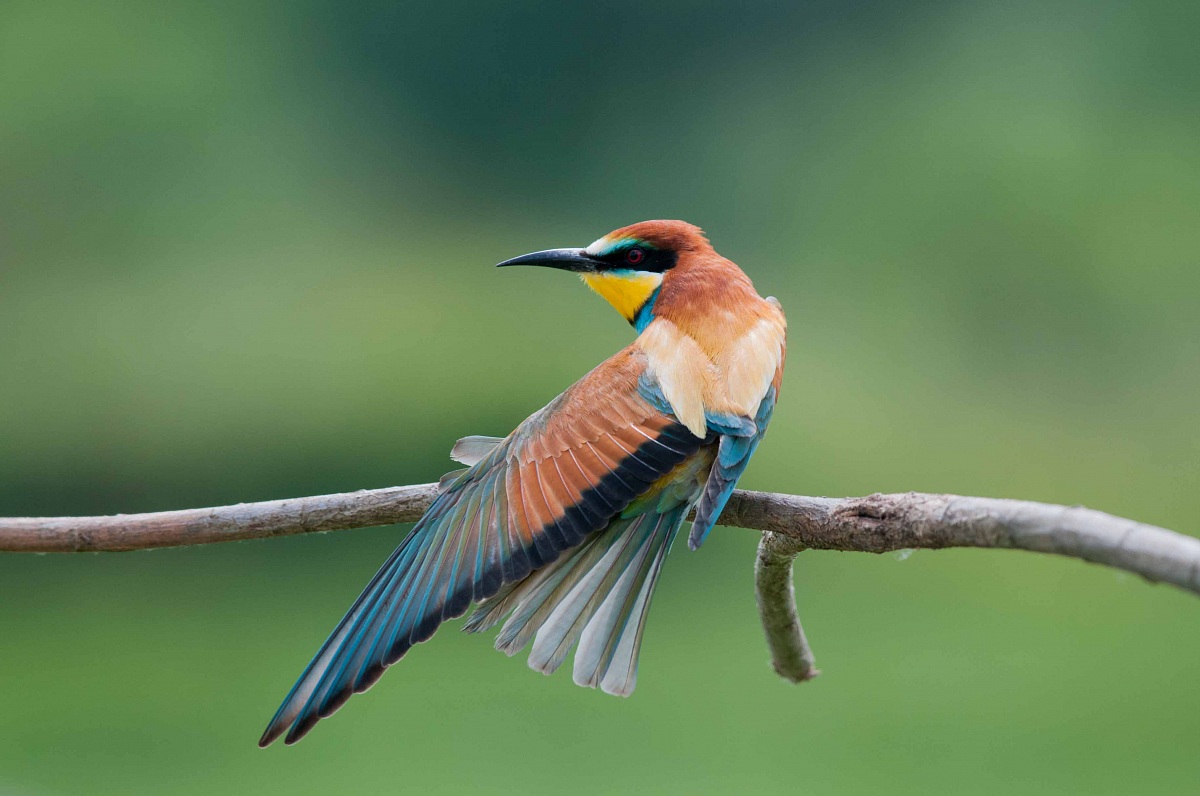 Bee-Eater