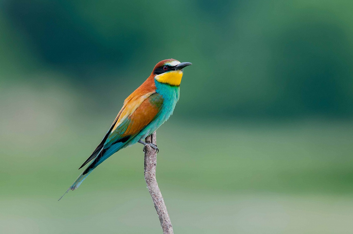 Bee-Eater