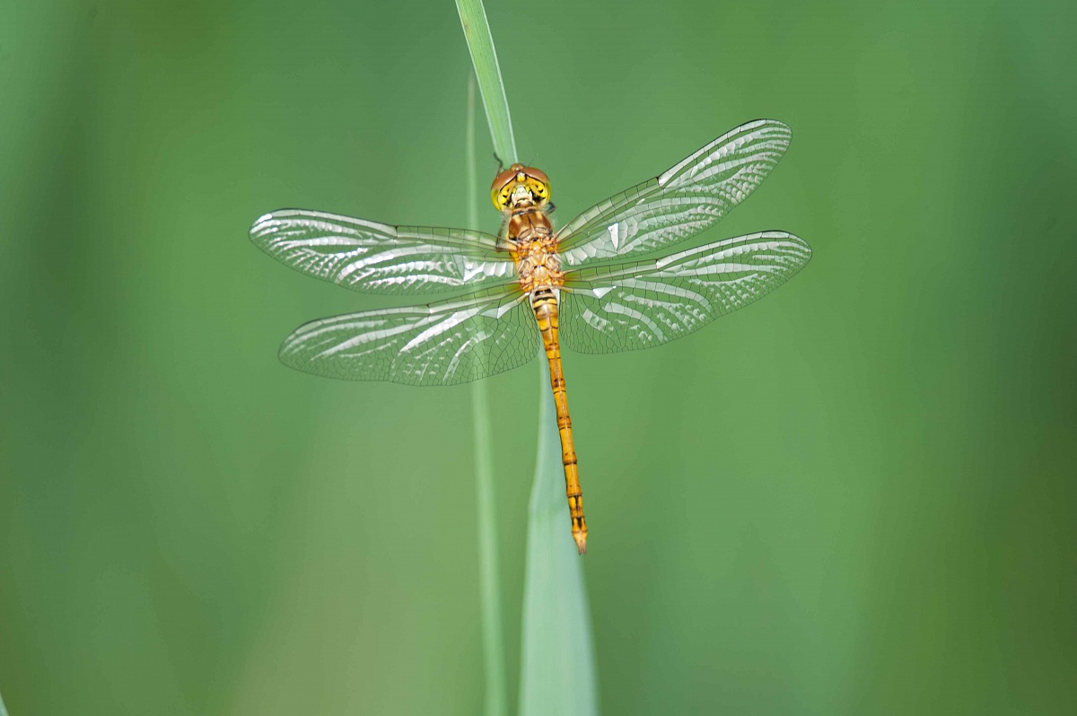 Libellula