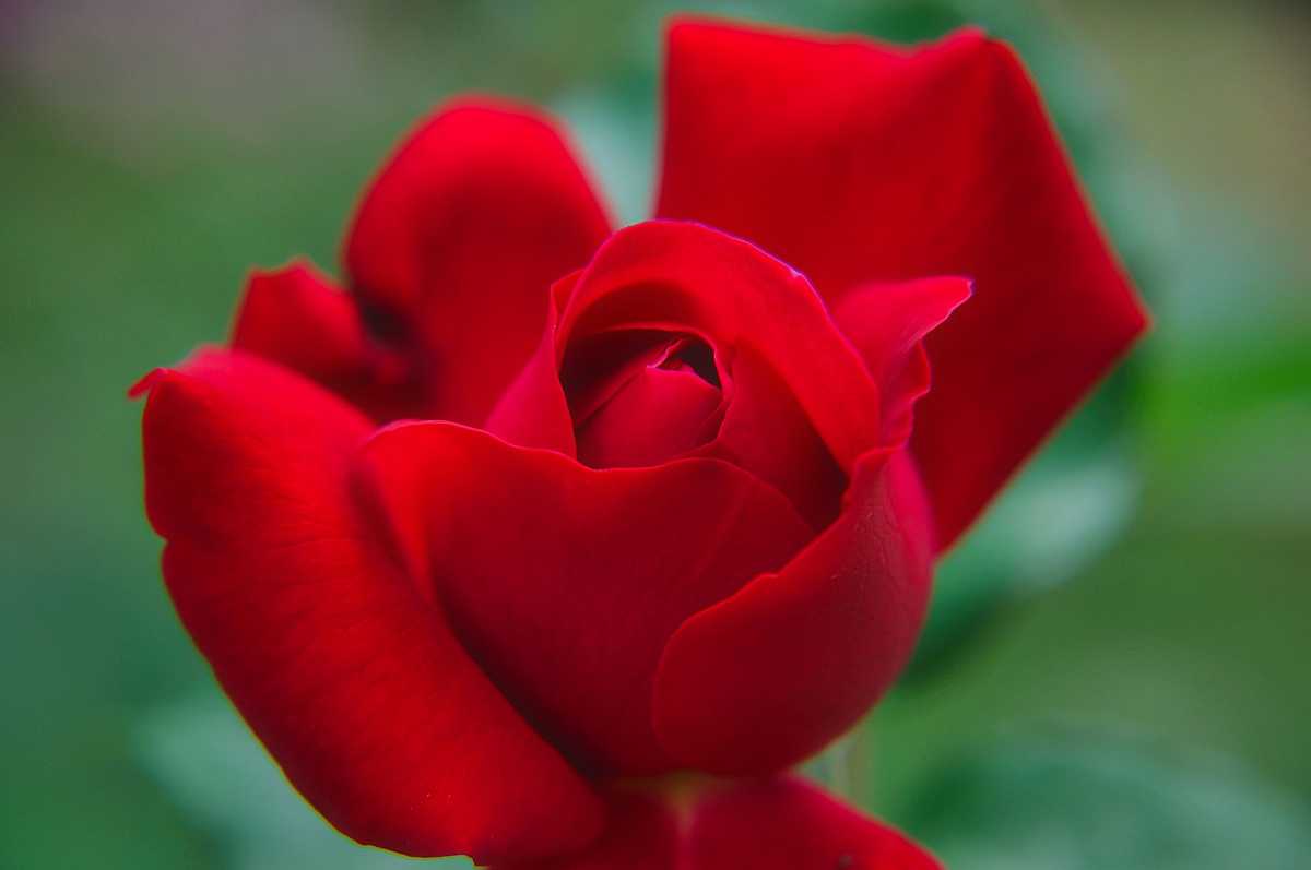 Red Rose