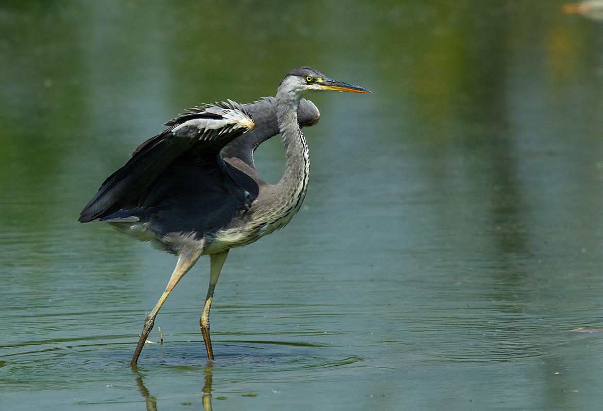 heron