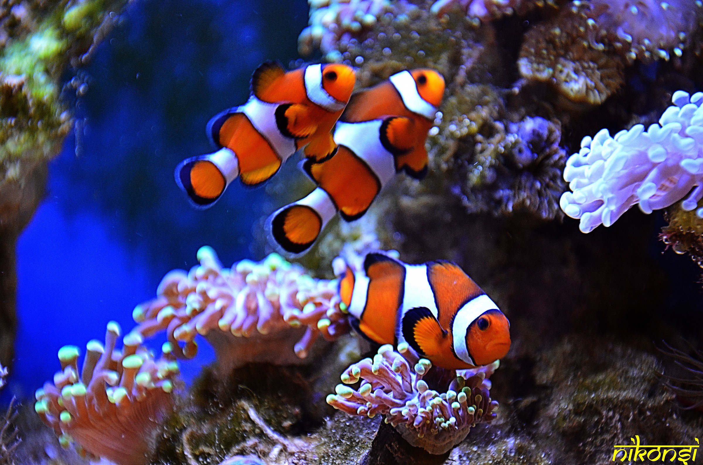 Clownfish (Amphiprion ocellaris)