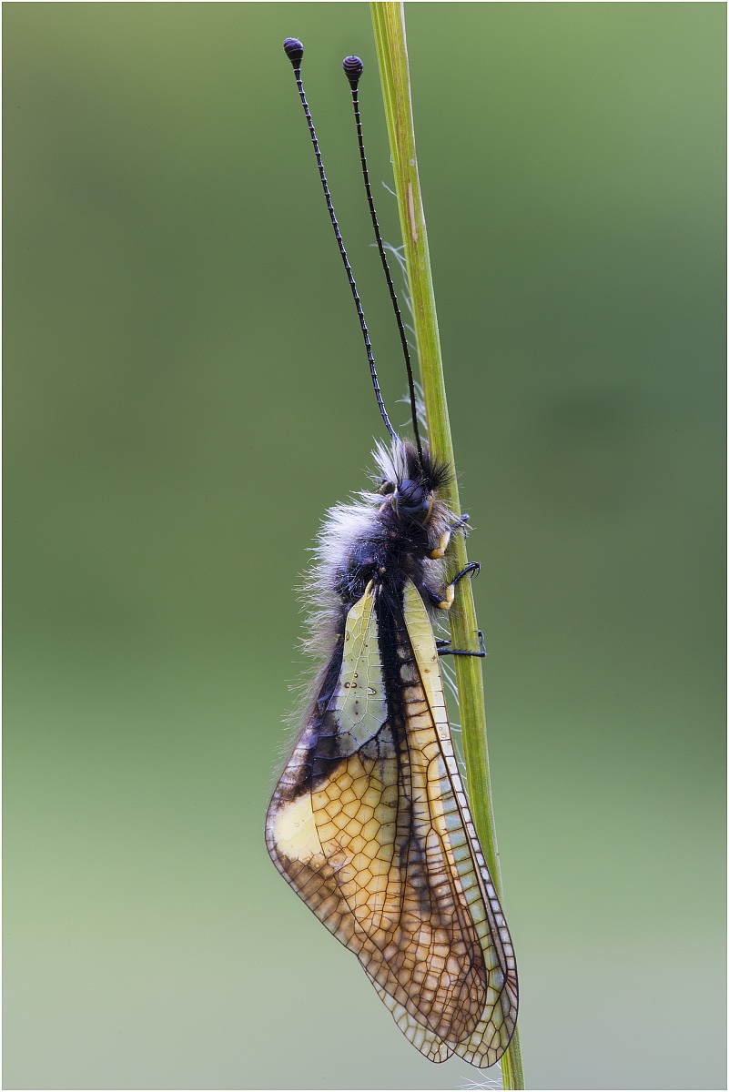 Libelloides coccajus