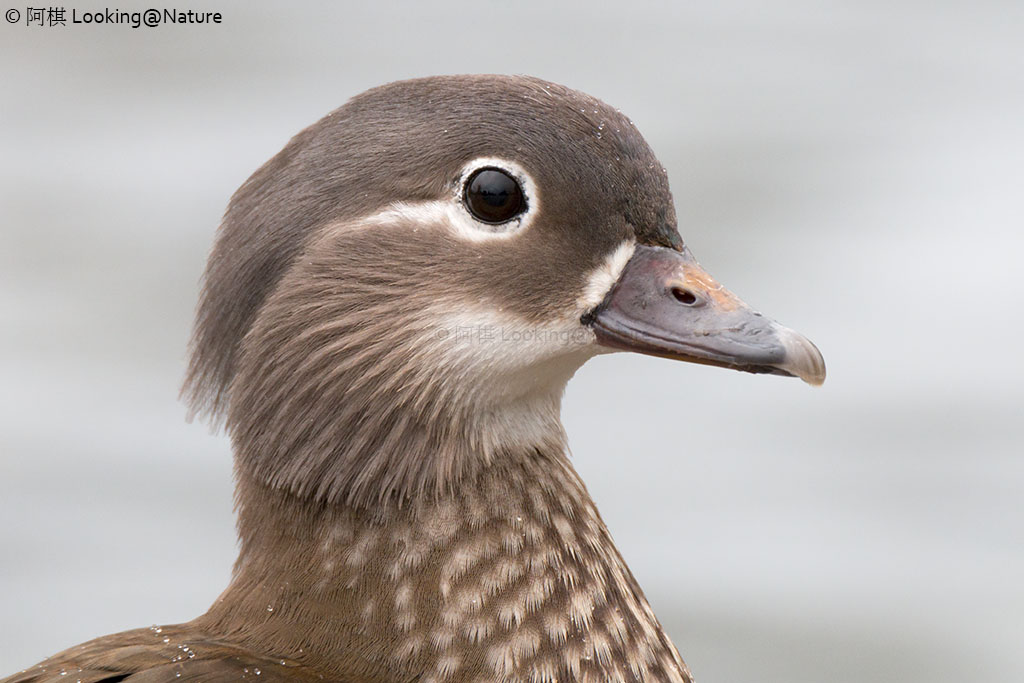 Headshot di una femmina Mandarin