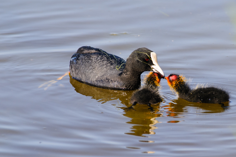 The patience of a mother ...
