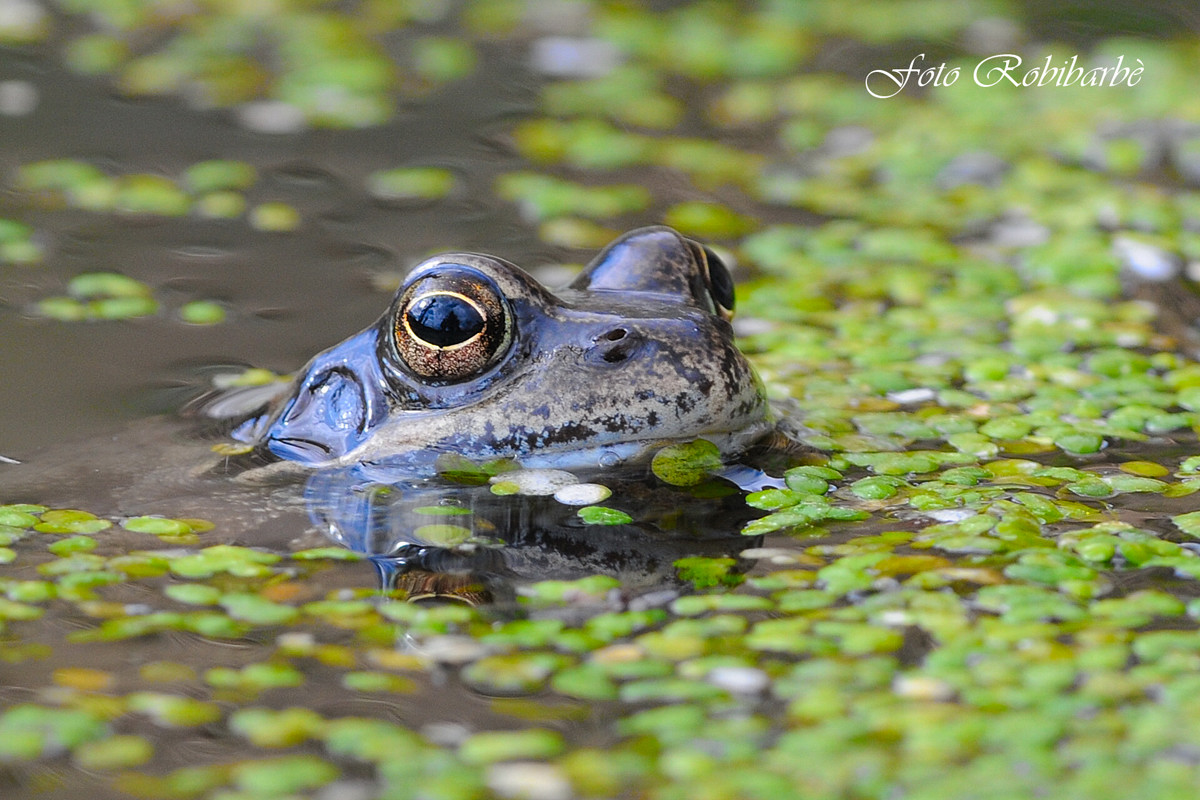 Una rana con lenticchie....
