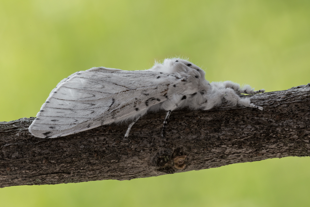 Female Cerura white (Cerura erminea)