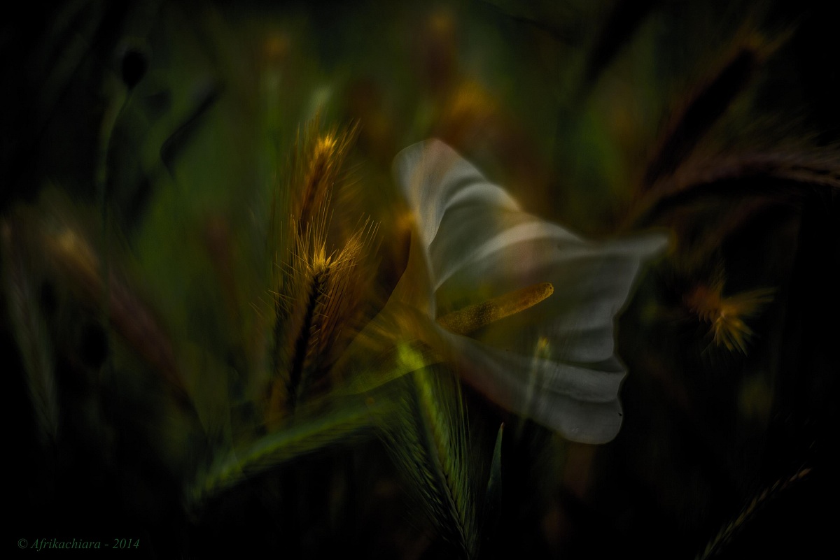 Persa in un campo di grano...