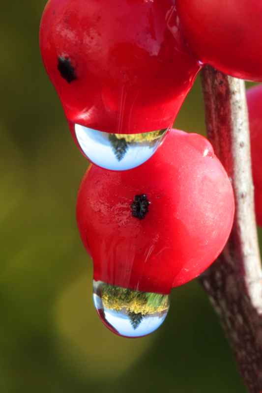 Un paesaggio in due gocce