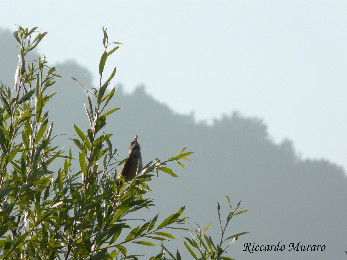 Chiassoso Cannareccione