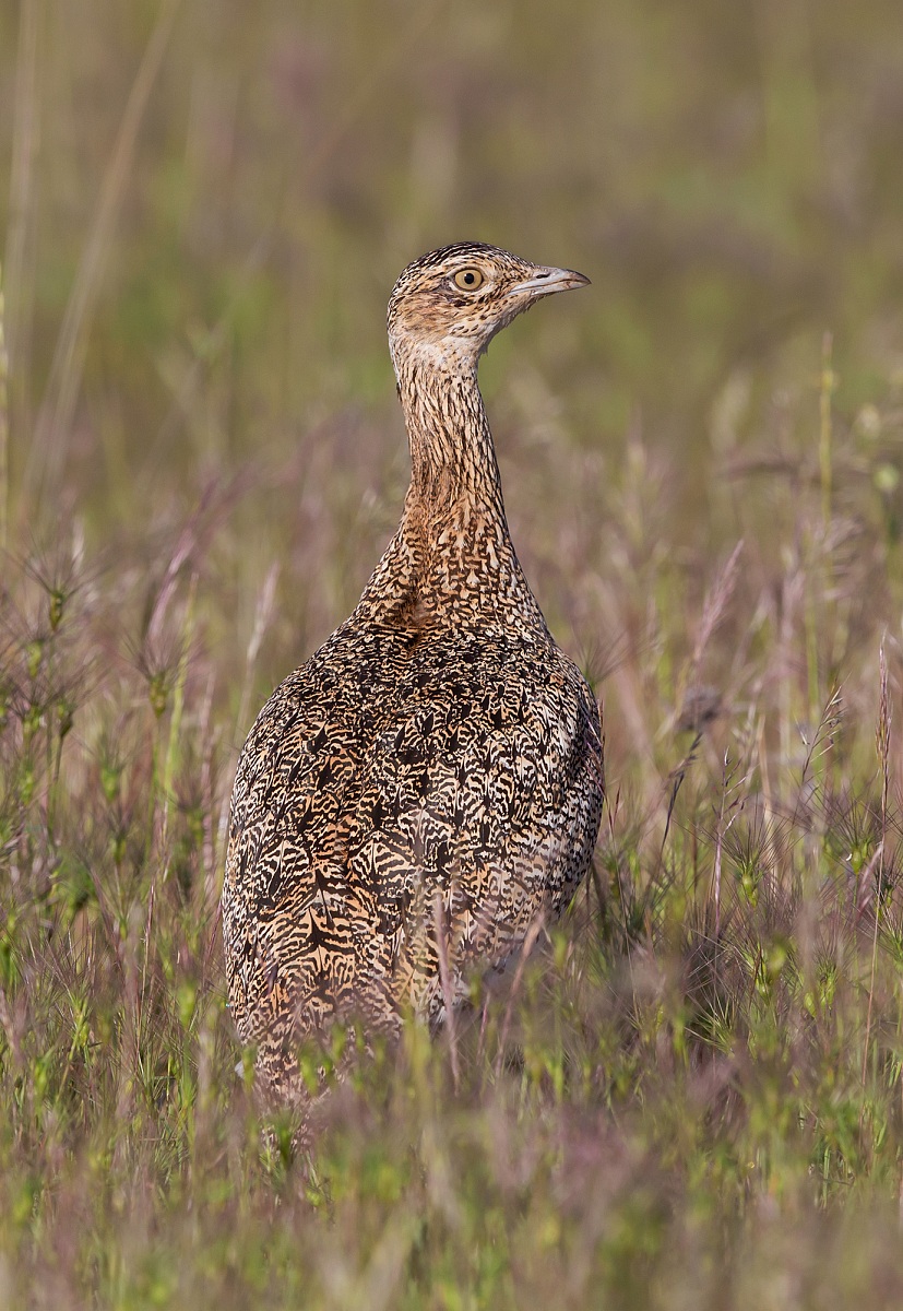 gallina prataiola (femmina)
