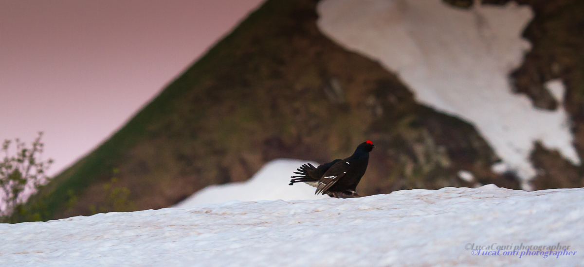 Arena grouse, Valsassina