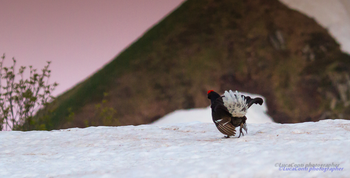 Arena Galli Forcelli ,Valsassina