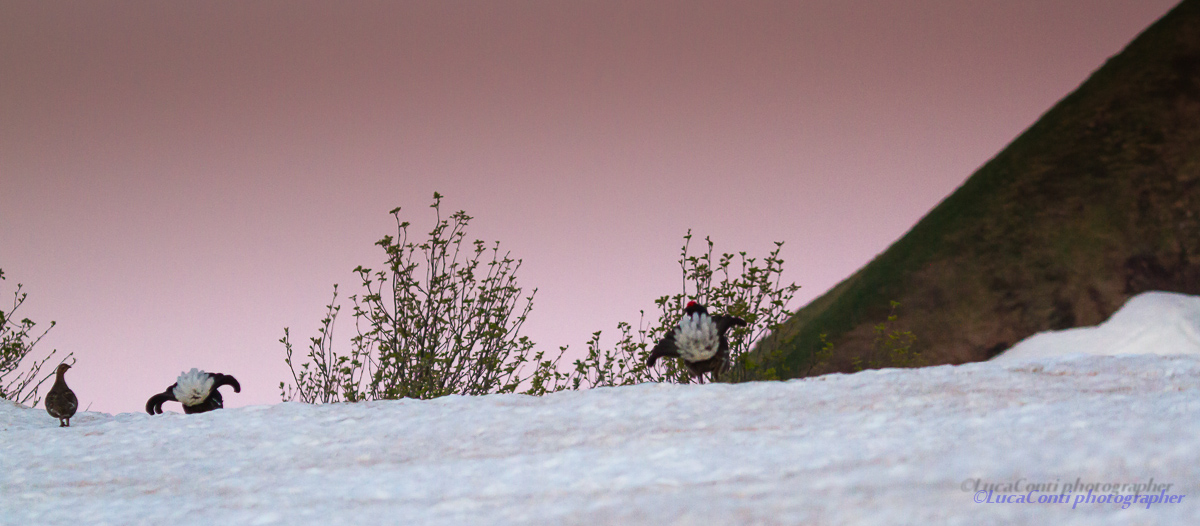 Arena Galli Forcelli ,Valsassina