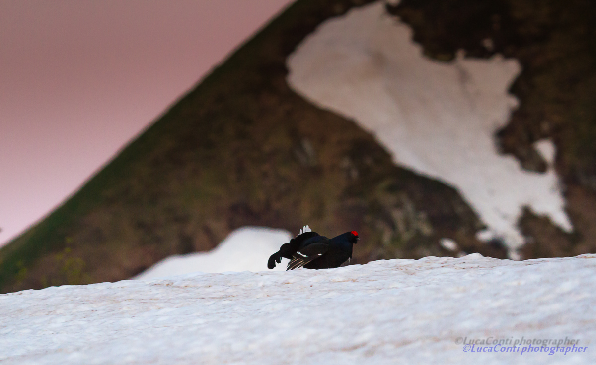 Arena grouse, Valsassina