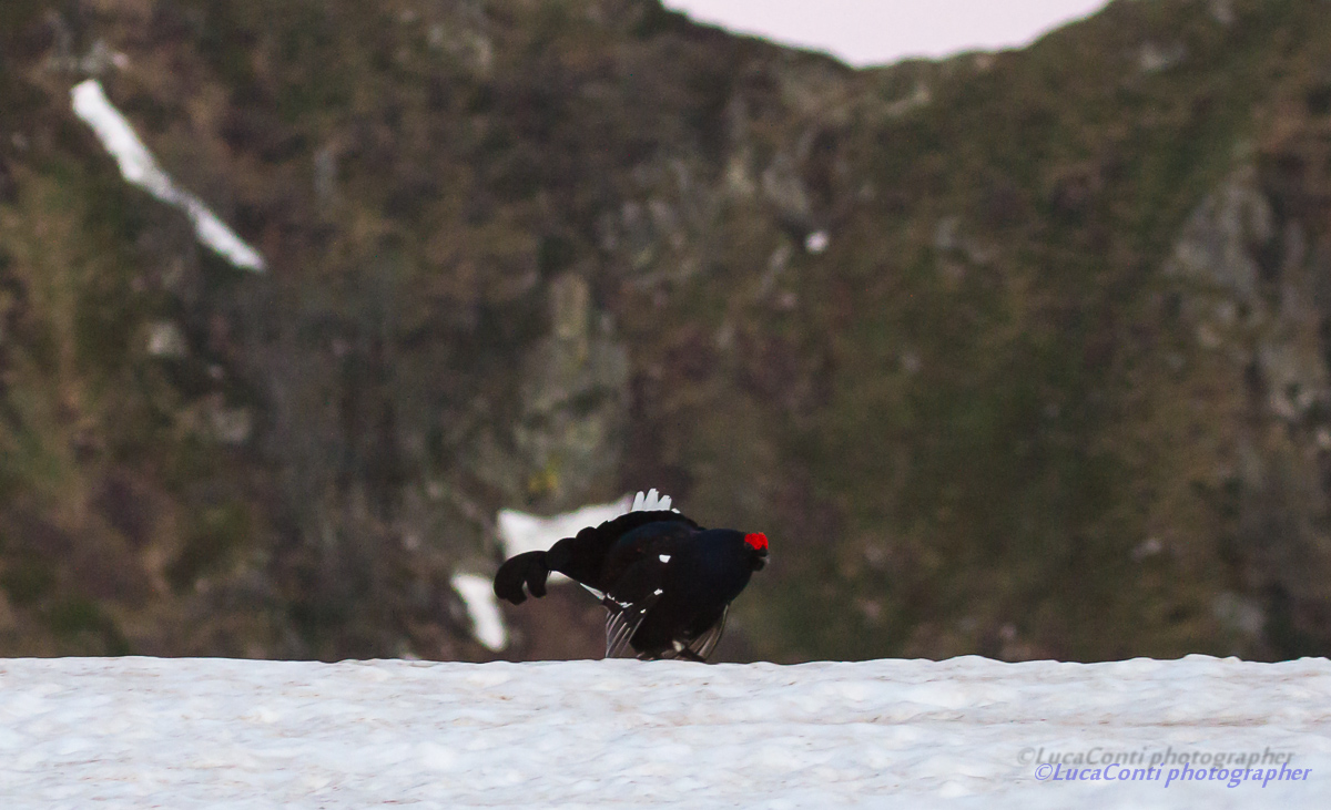 Arena grouse, Valsassina