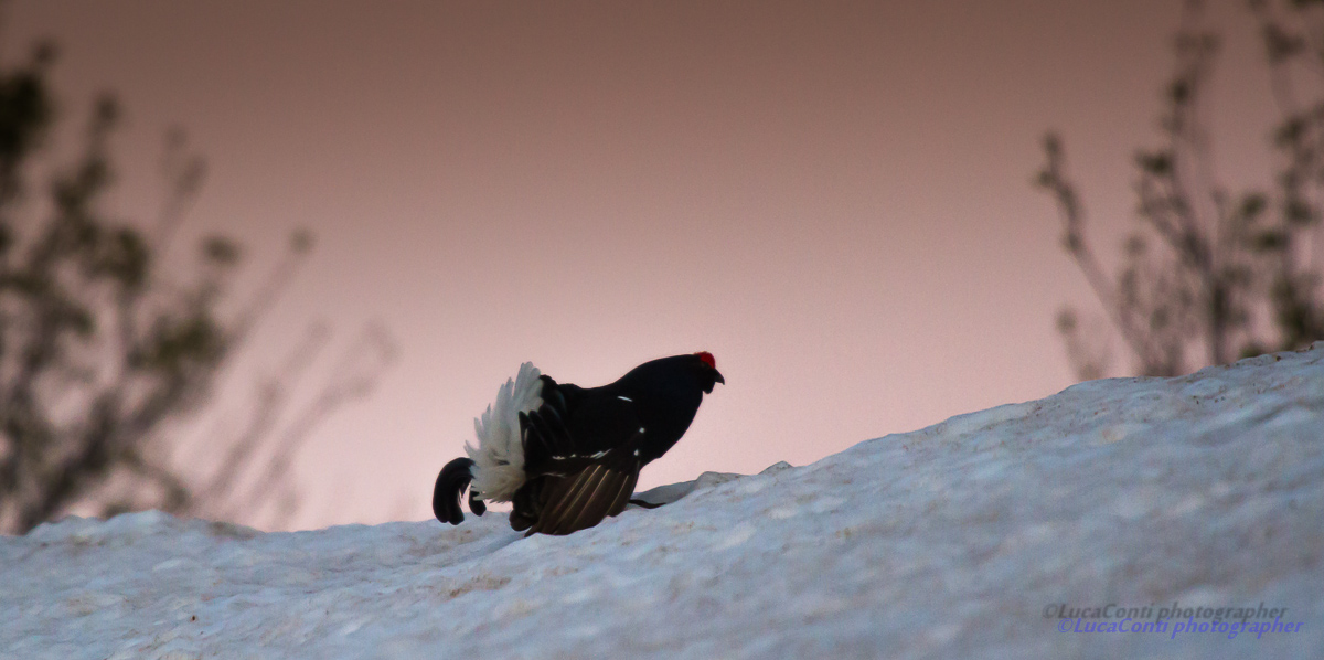 Arena Galli Forcelli ,Valsassina