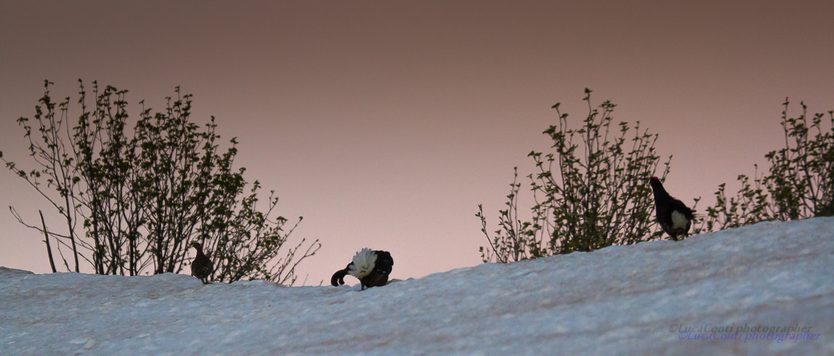 Arena Galli Forcelli ,Valsassina