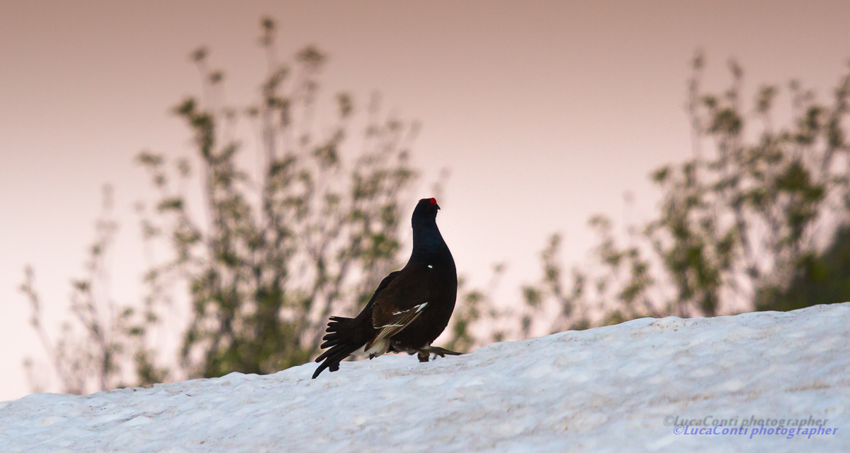 Arena grouse, Valsassina