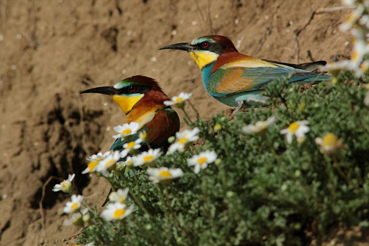 Coppietta of bee-eaters romantics among the flowers.
