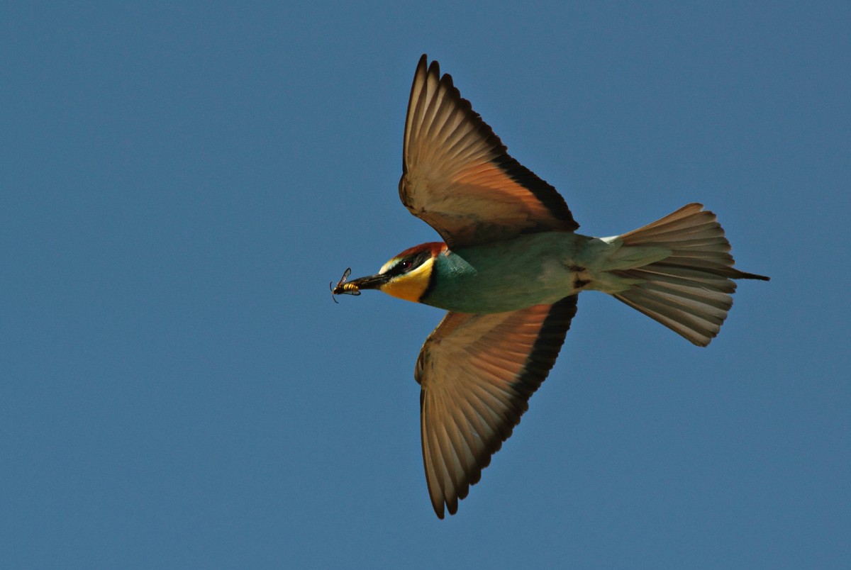 Bee-eater with bee